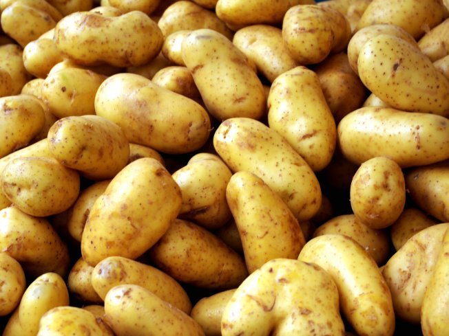 Как правильно посадить картошку и как ее порезать для посадки